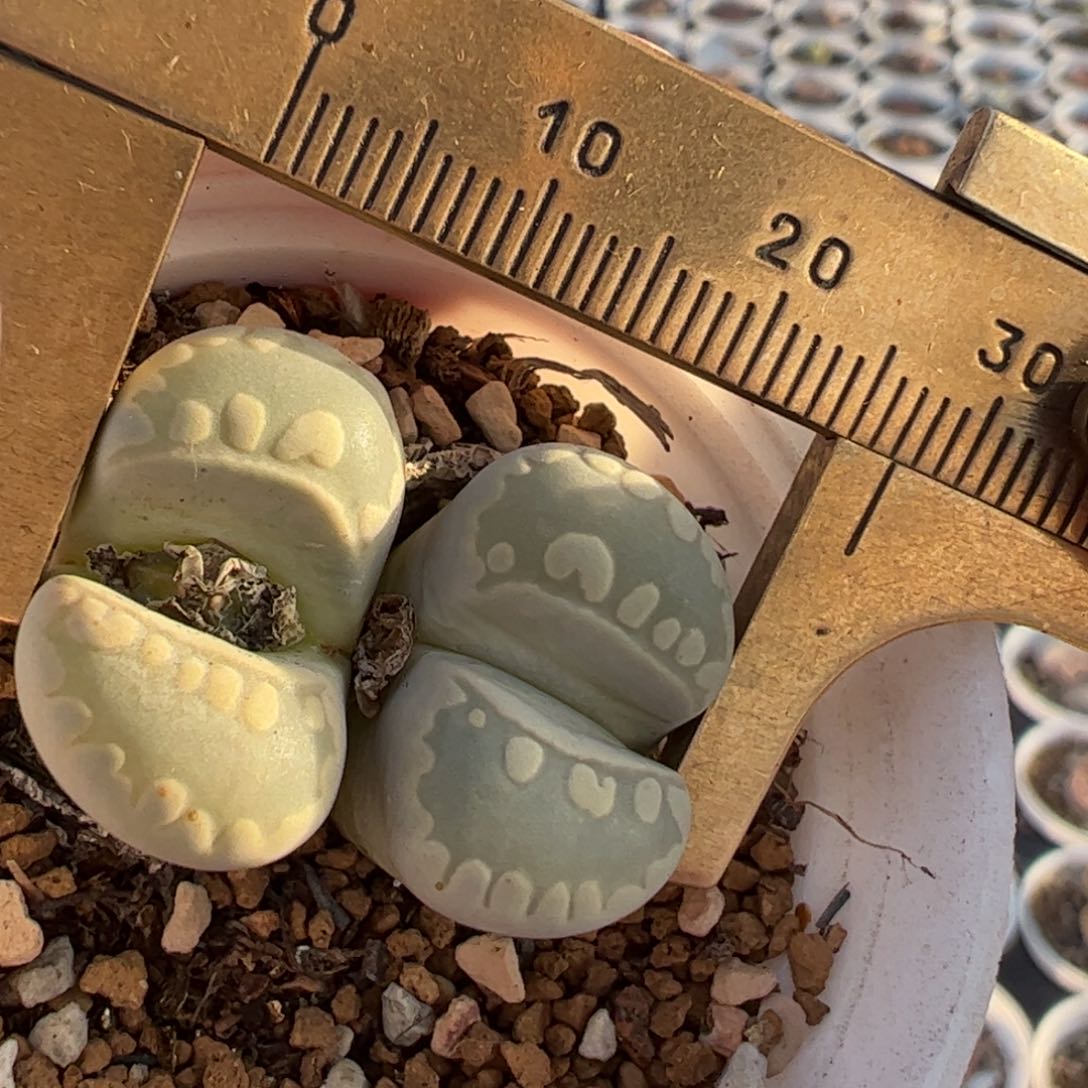 大牙多肉植物百科254