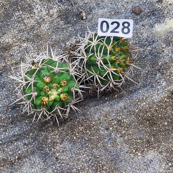 028碧岩玉一物一图如图