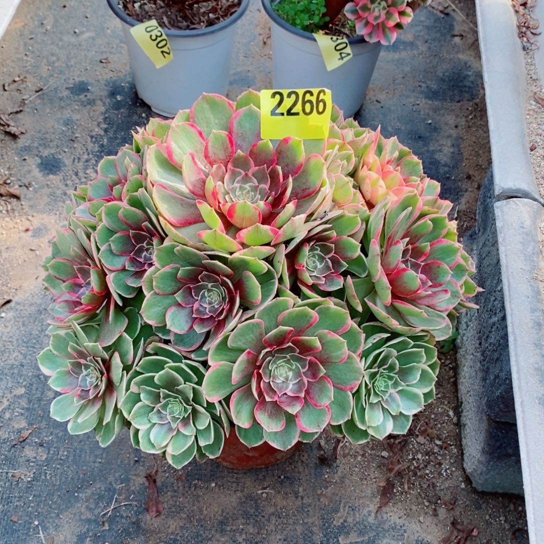 粉花妖多肉法师2266