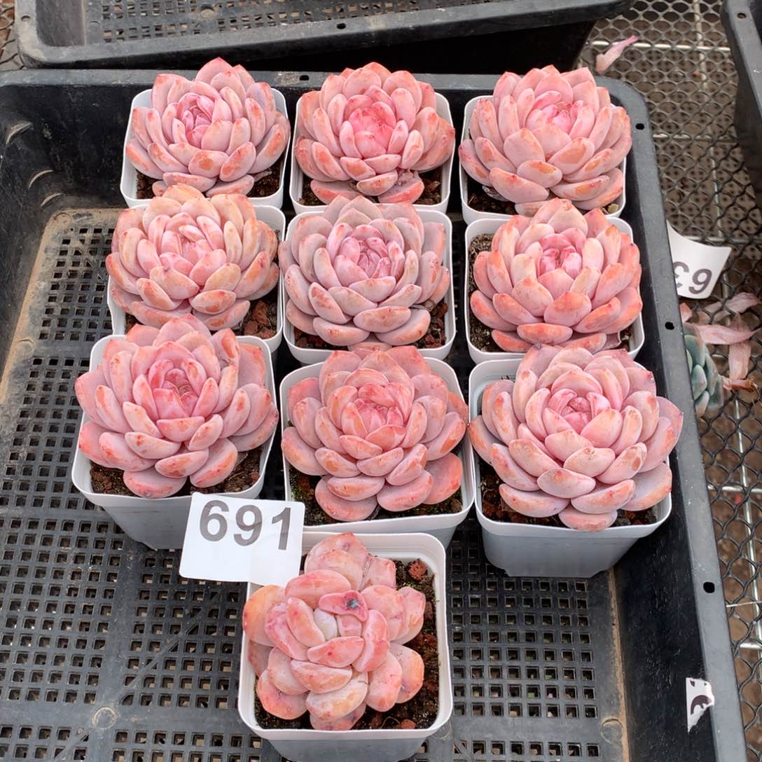 691雪天使多肉植物组合