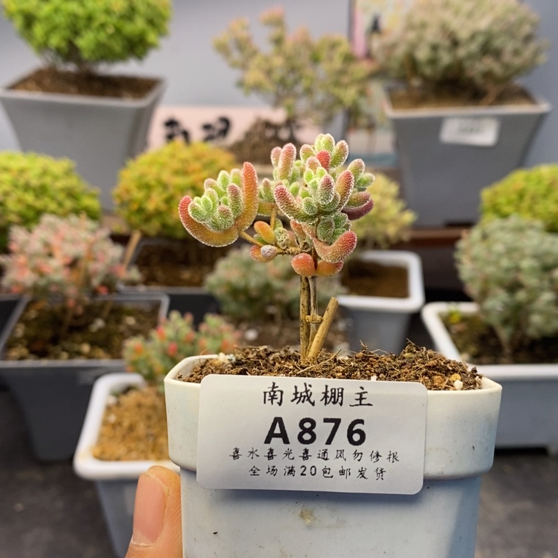 876优选冰晶枝干番杏