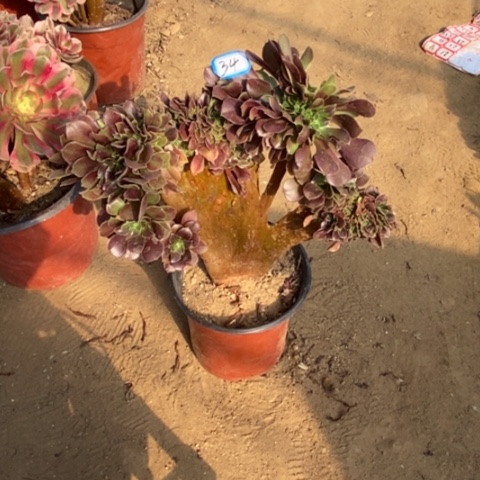 南*玫瑰缀化一物一拍