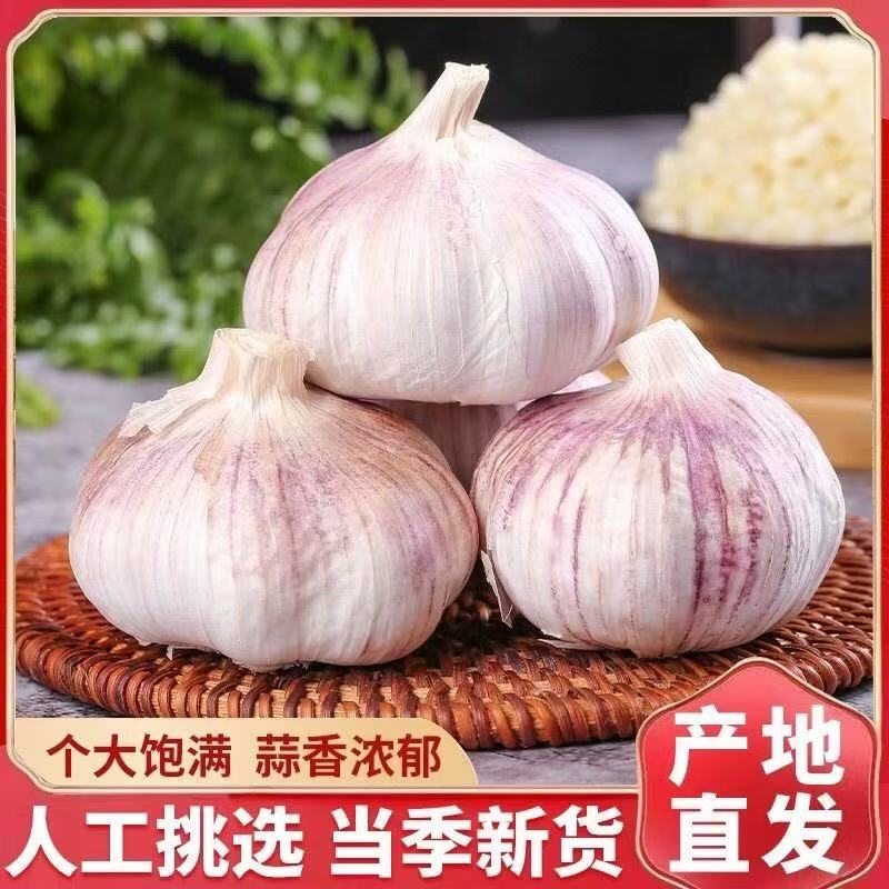 正宗紫白皮大蒜新鲜辛辣好吃可生吃的农家大蒜