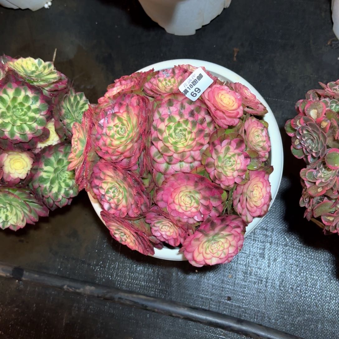 荔枝多肉植物法师