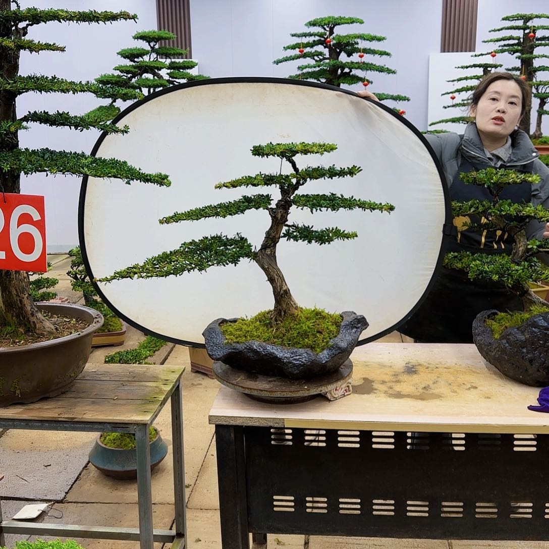 盆景直播间一物一拍Z****1