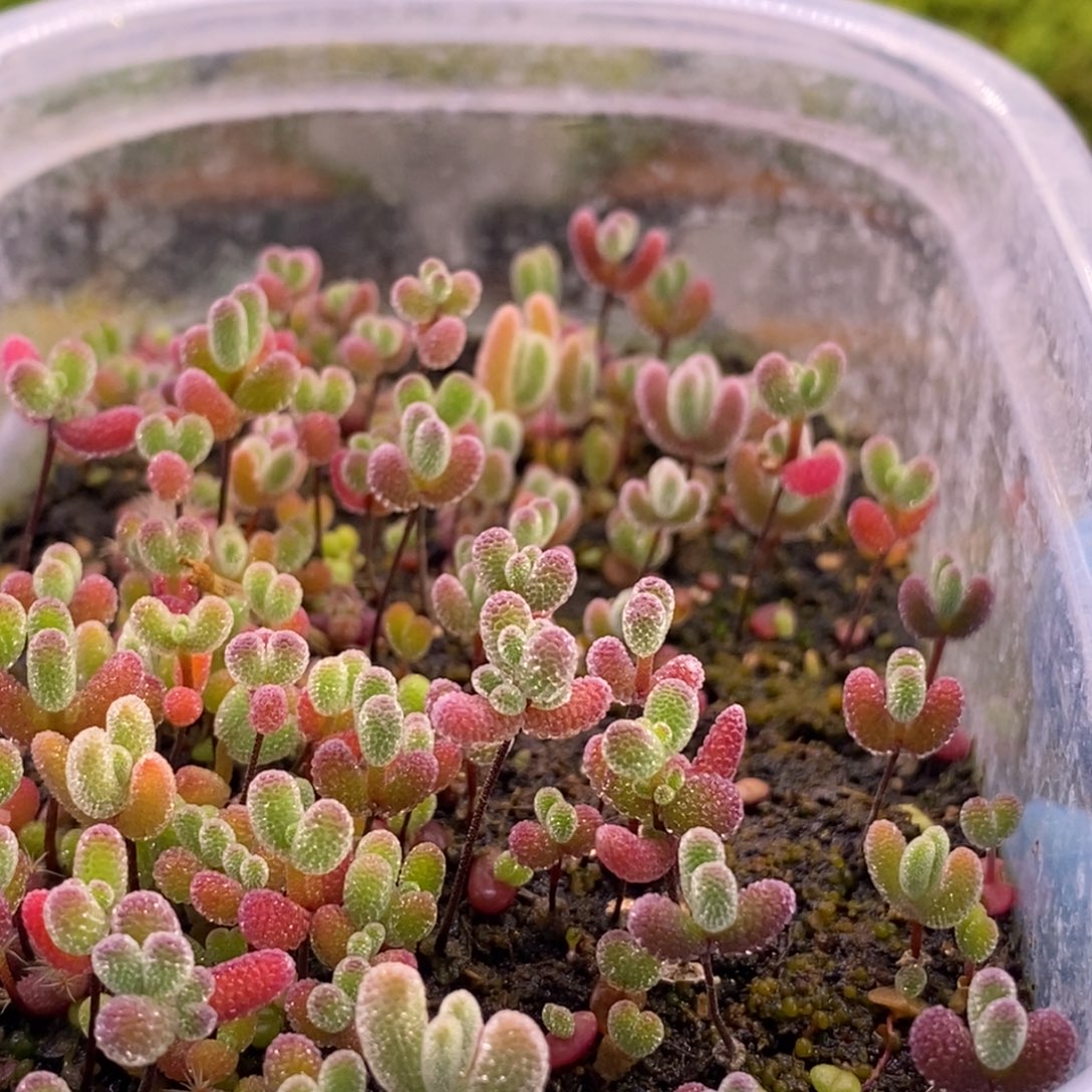 翡****401混合切糕。       