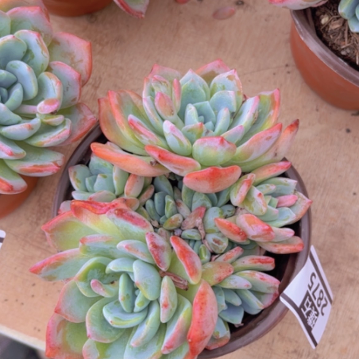 【闪购商品】香橙2875