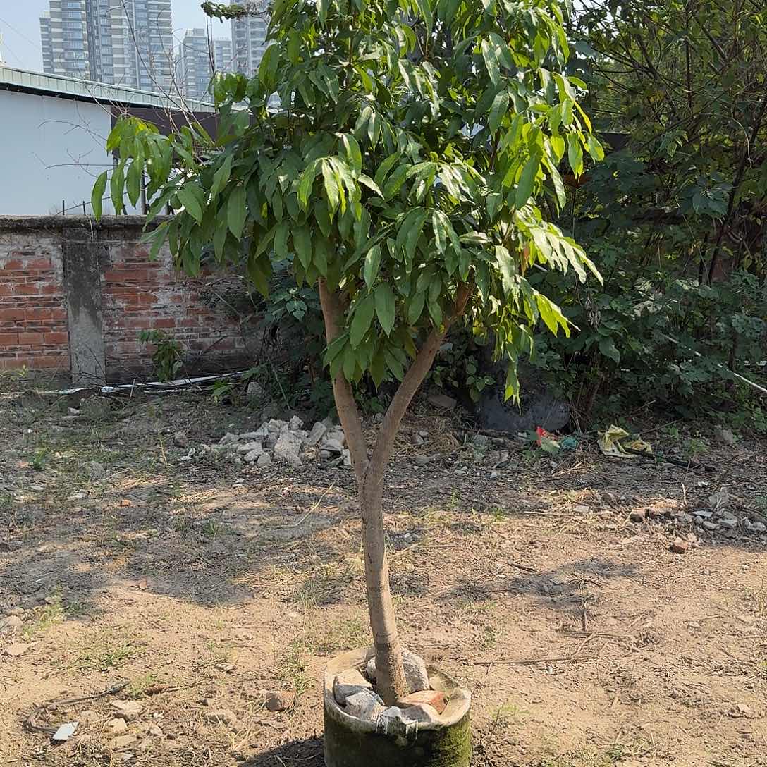 侯***奎完全开放果树果树果树11111111