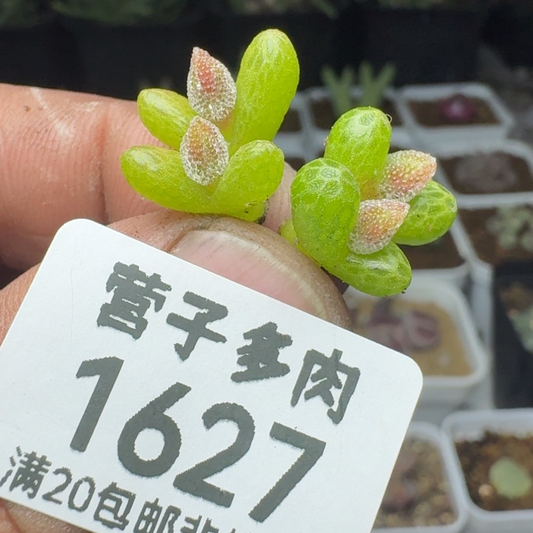 妖奇玉两颗双头。        