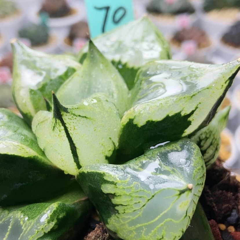 【闪购商品】裏般若70