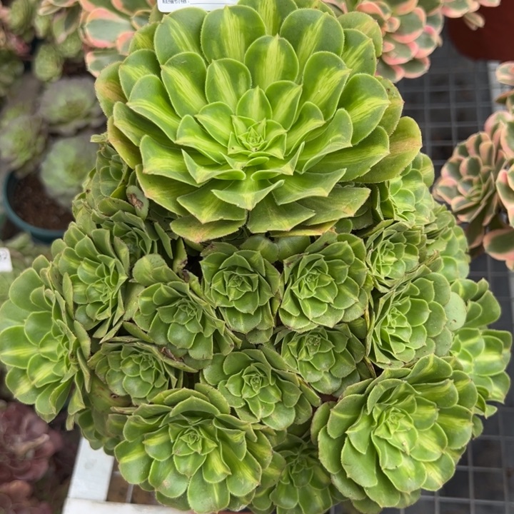 795翡翠琉璃22厘米左右