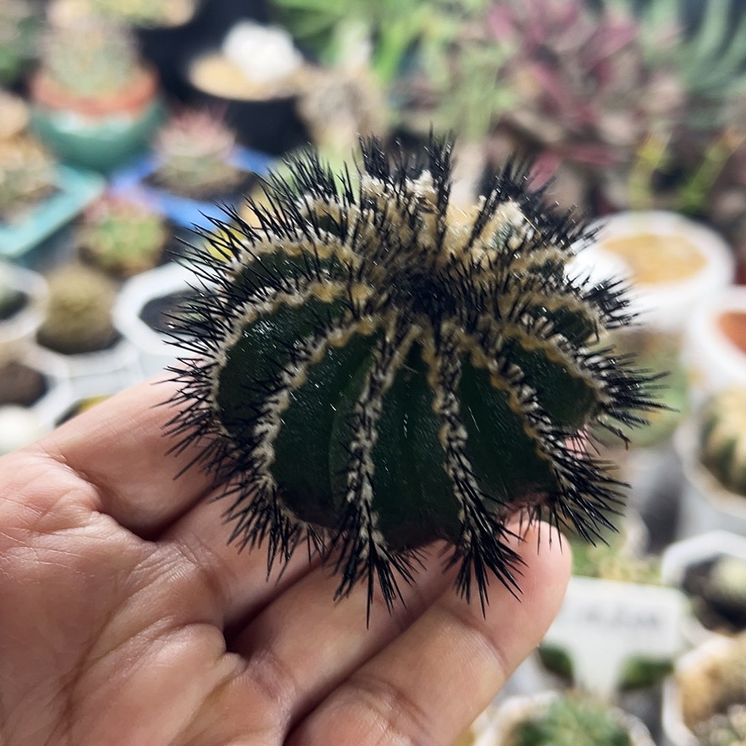 栉刺优波仙人球6666666