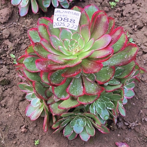 2.22-88粉花妖多肉植物