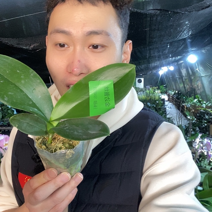 无花朵金边蕾丝蝴蝶兰