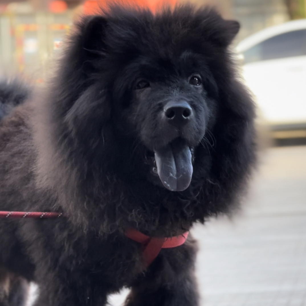 五黑犬大爆毛公松狮版五黑犬公犬
