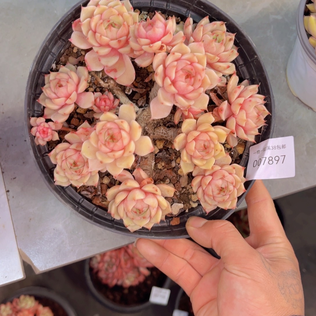 多肉一物一拍7897