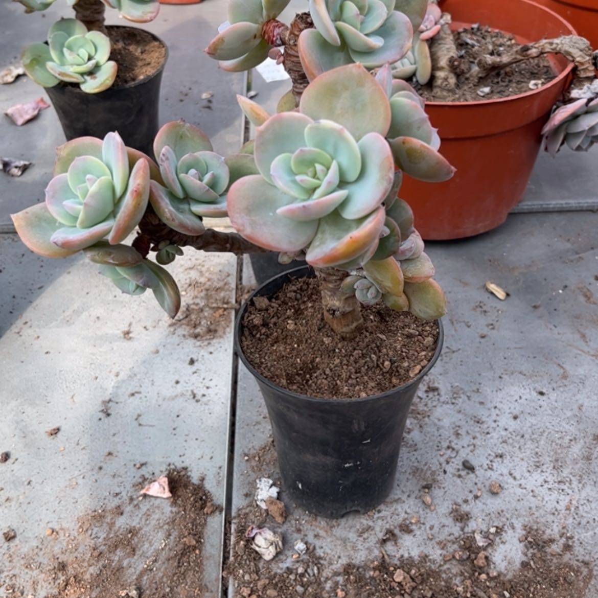 【闪购商品】无花朵8****4