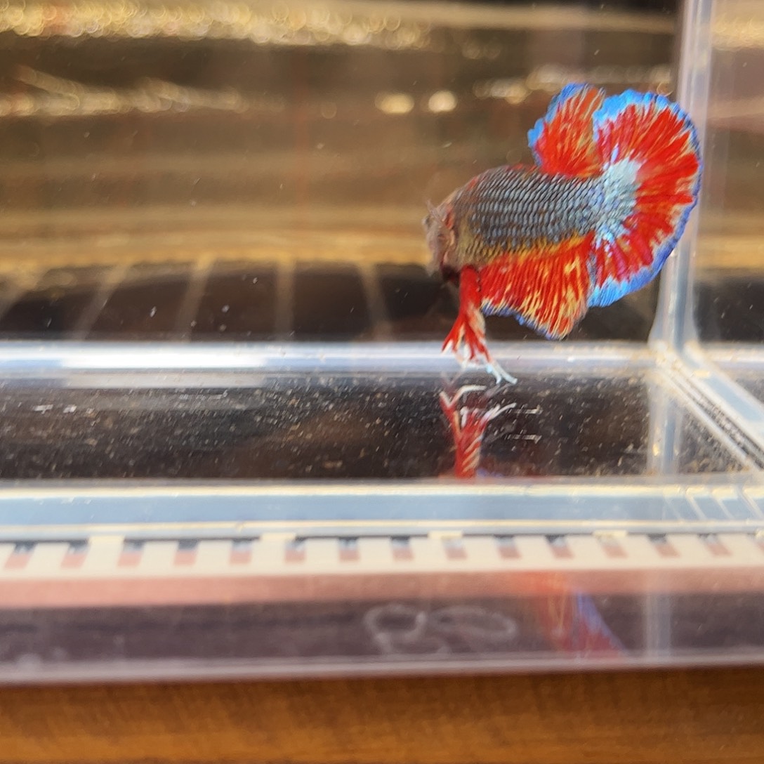 海水鱼宙斯斗鱼竞拍 1226高端场