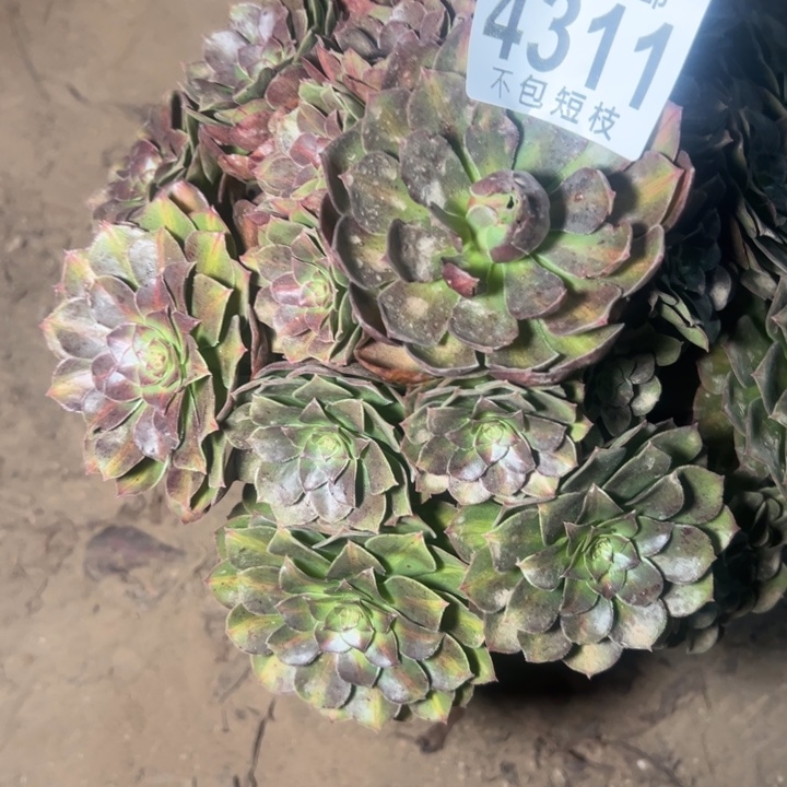 倾城中斑多肉植物法师4311