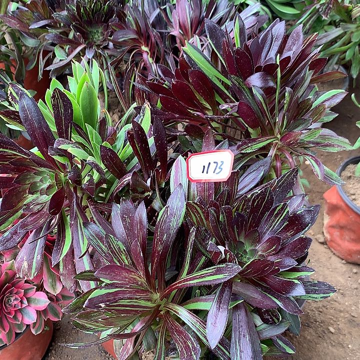 水墨丹青砍头三棵不包损1173