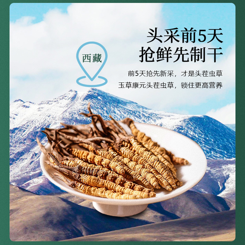 高海拔藏区正宗冬虫夏草干草高性价比自用滋补佳品