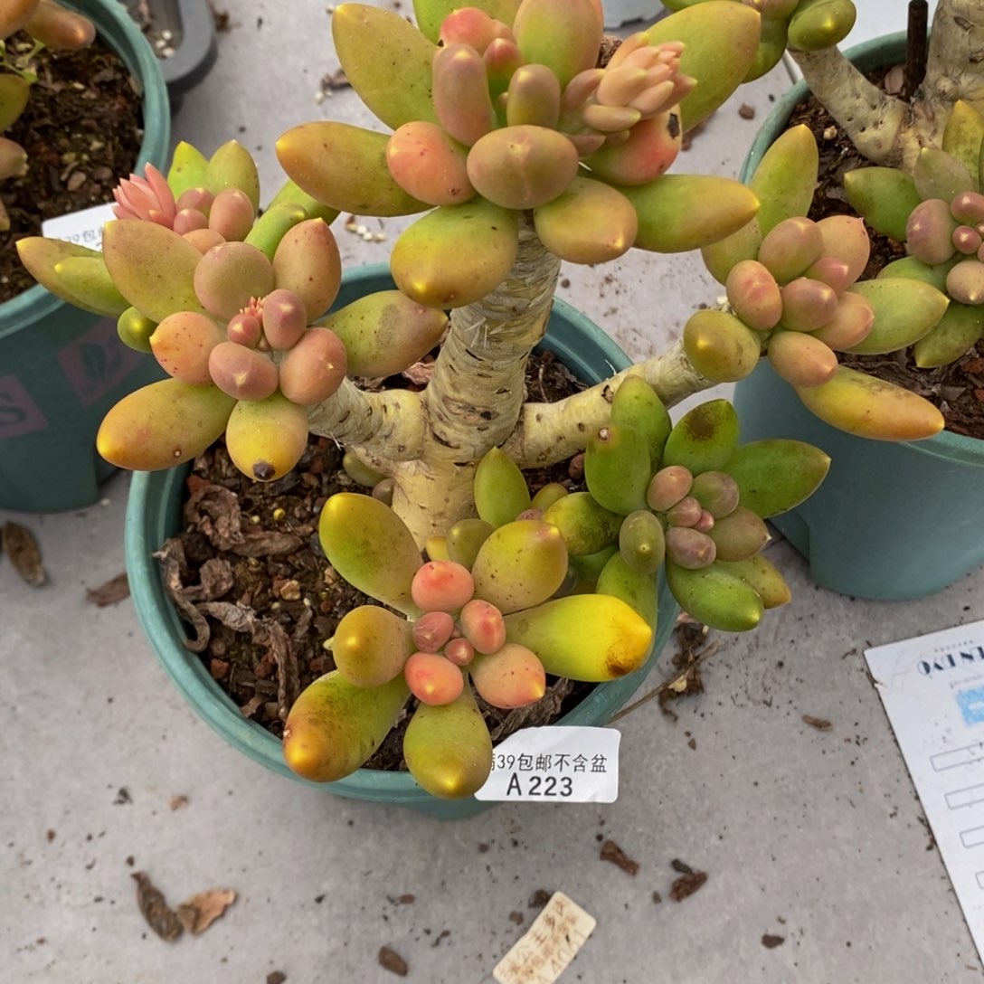 芒果奶老桩17cm223多肉植物