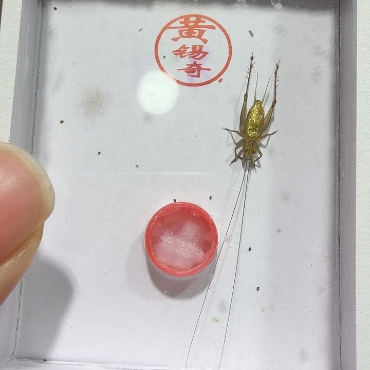 黄总特B顺丰包邮.