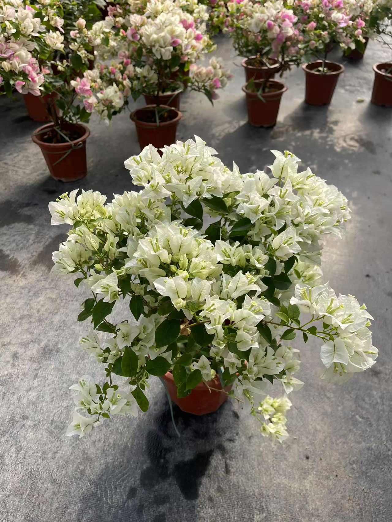 【白雪公主】三角梅盆栽爬藤植物四季花基地美丽土壤绿植原土带花发