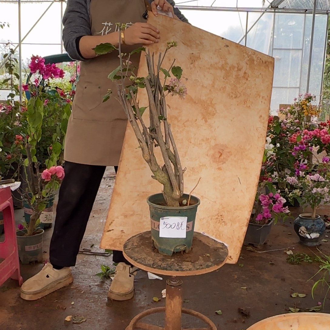 大部分花苞少量开放怡景 500脱