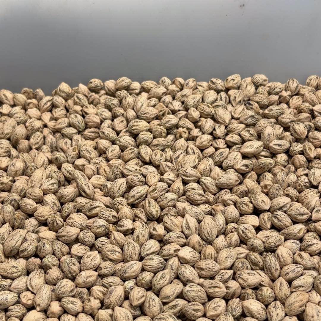 蹲****事柏香籽散子 447 克散子