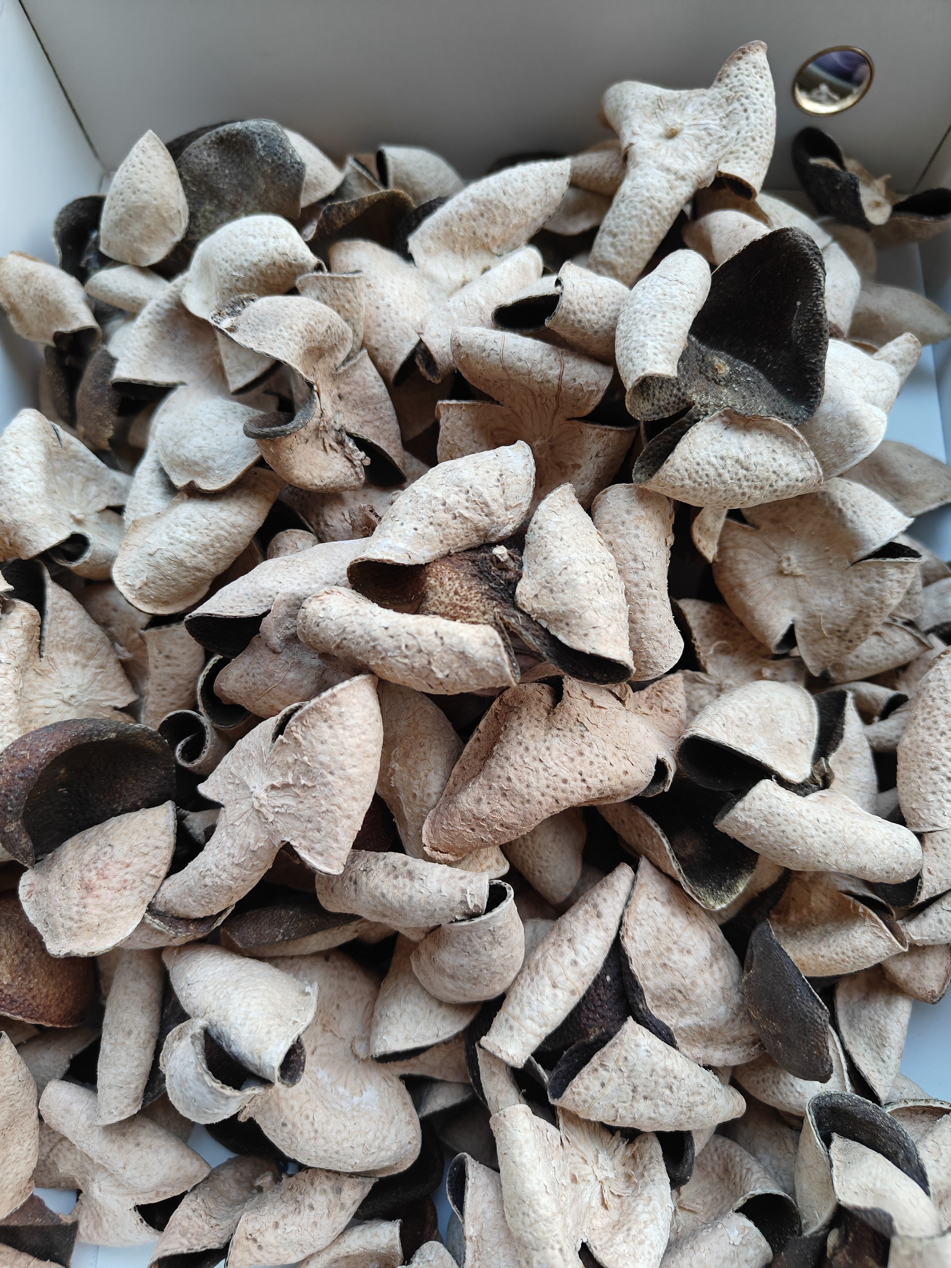 2021茶坑产区小青皮