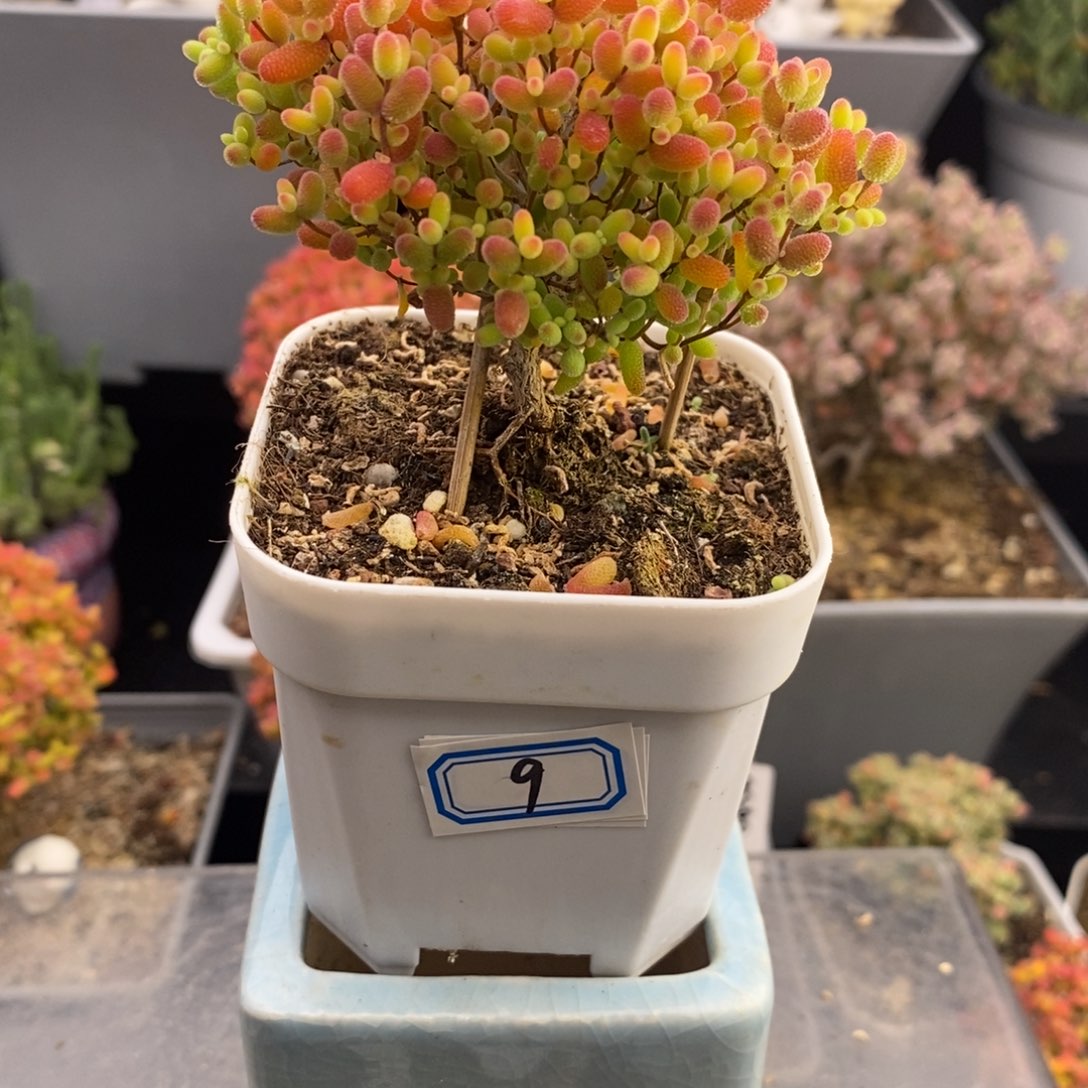 完全开放9号蜜橘糖球带盆