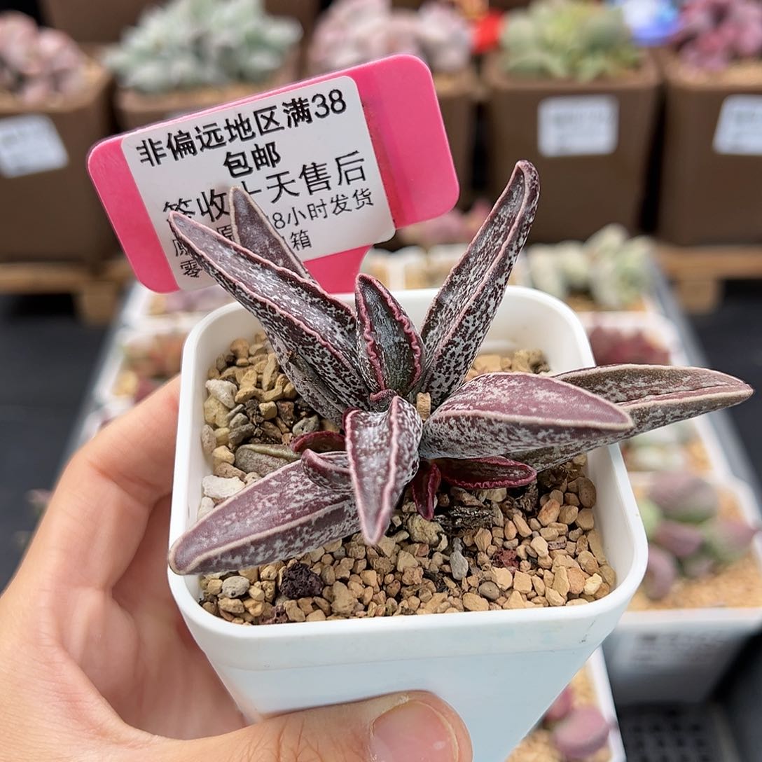 261花肌愣叶多肉