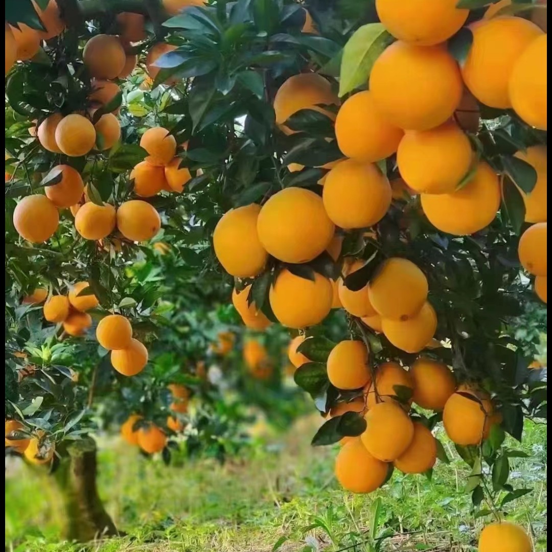 新鲜采摘正宗赣南脐橙香甜多汁果肉细润产地直发应季水果