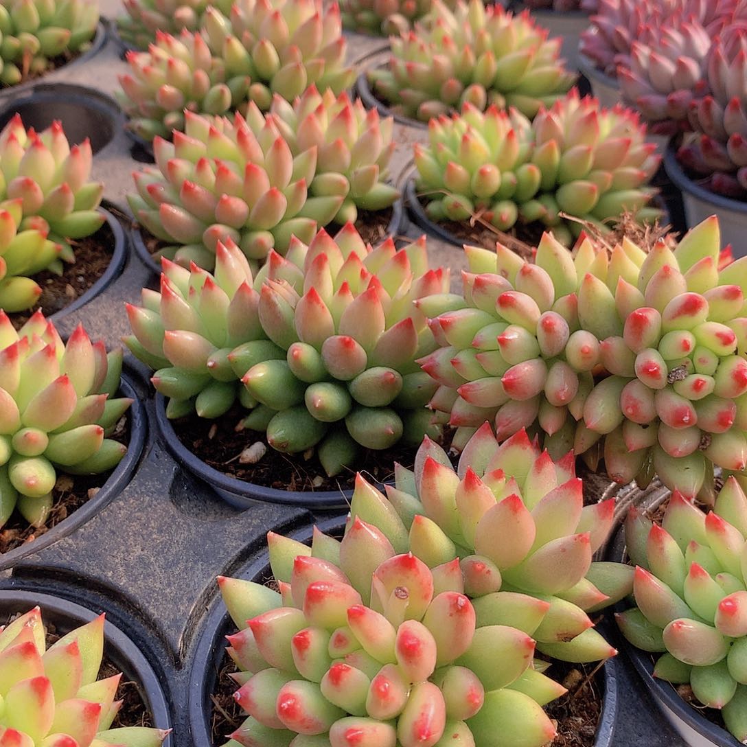 双头黄体虞美人456788999