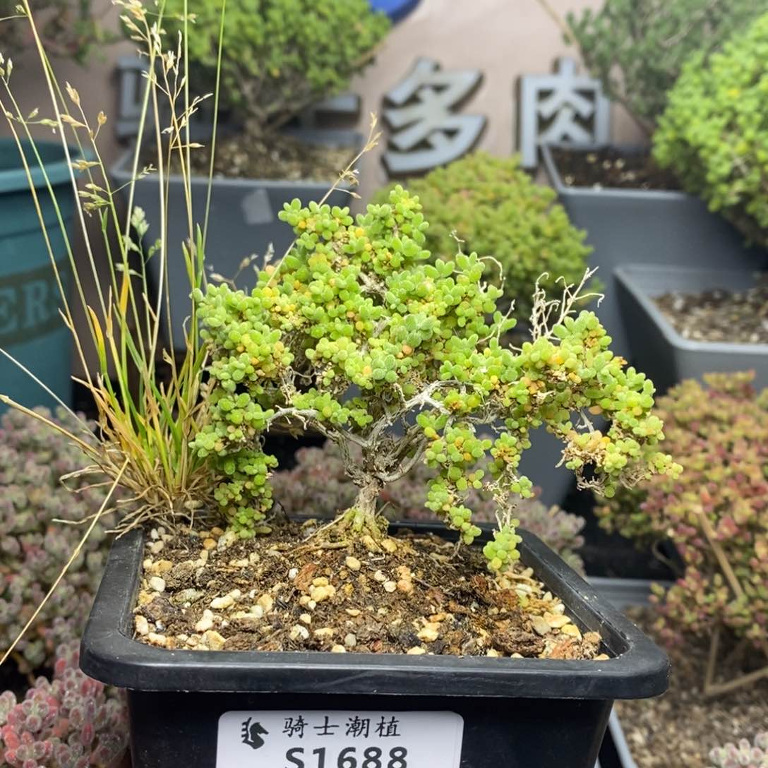 1688小小米造型款