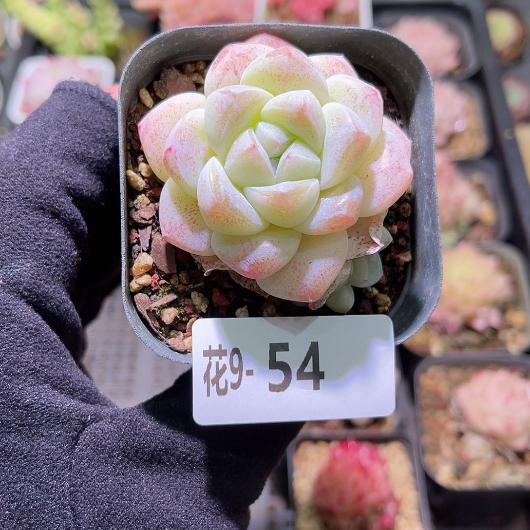 花利美9-54冰玉带仔