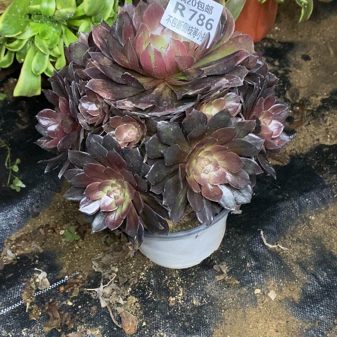 786万灰花脸多肉