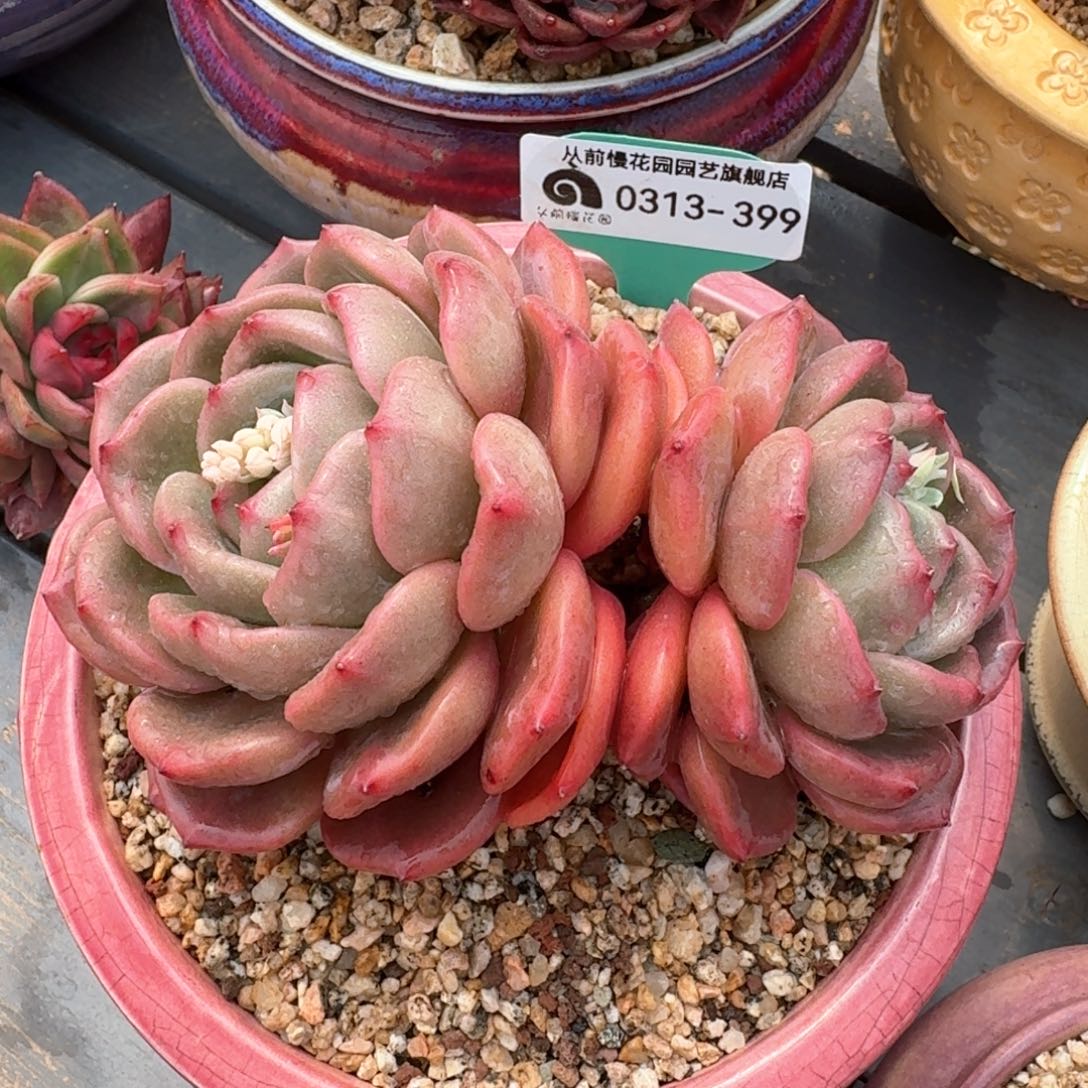 从前慢多肉精选编号0313.399