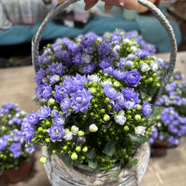 蓝色丹麦风铃带花带花苞天气热轻微花损不包售后