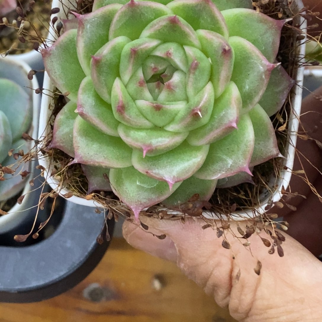 精品多肉一物一拍不包整282