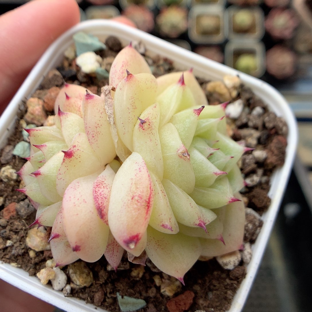 G113 ，20包邮两天凑单偏远不发货