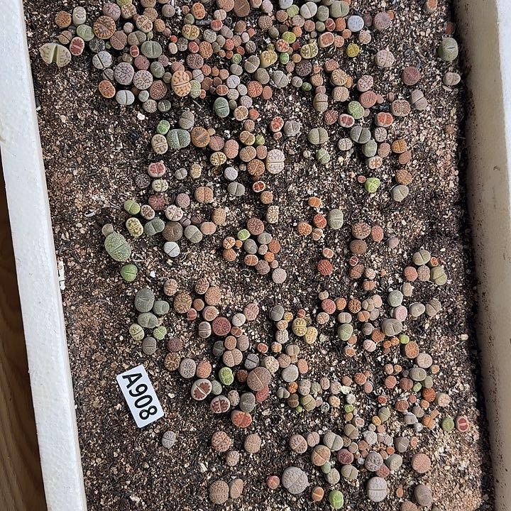 生908石花整筐脱土发货