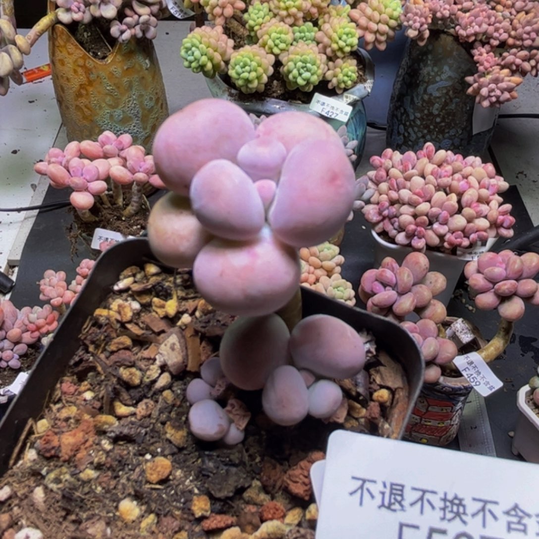橙奶537/3cm多肉多肉