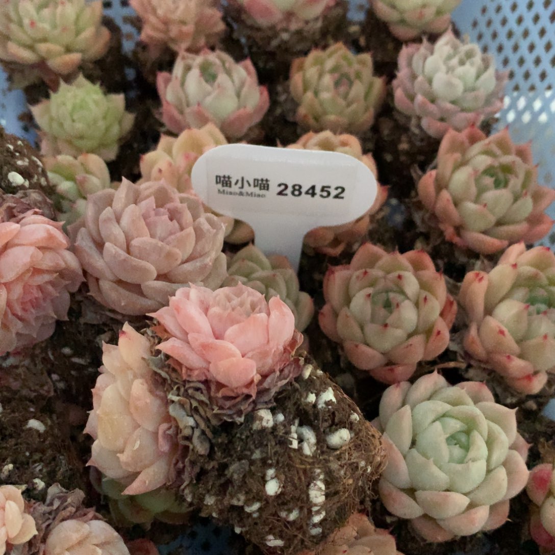 多肉植物麦秆珍妮