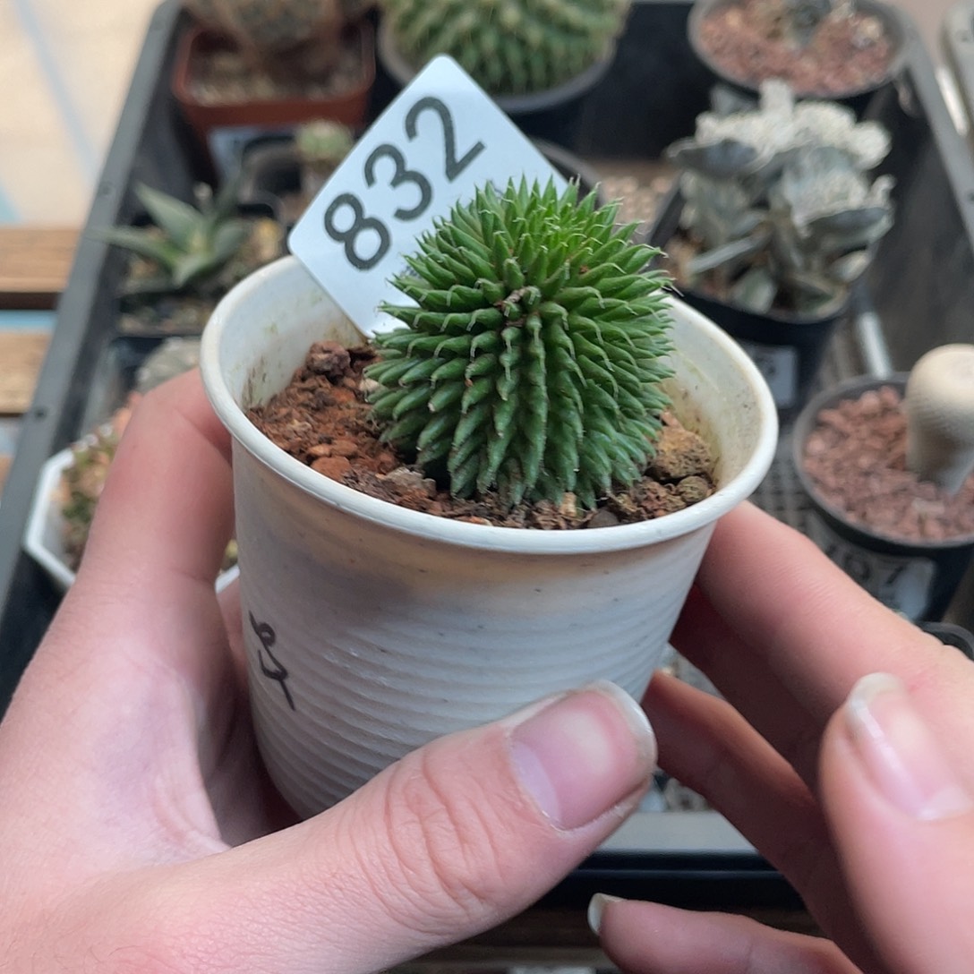 832海胆大戟（满18包邮）