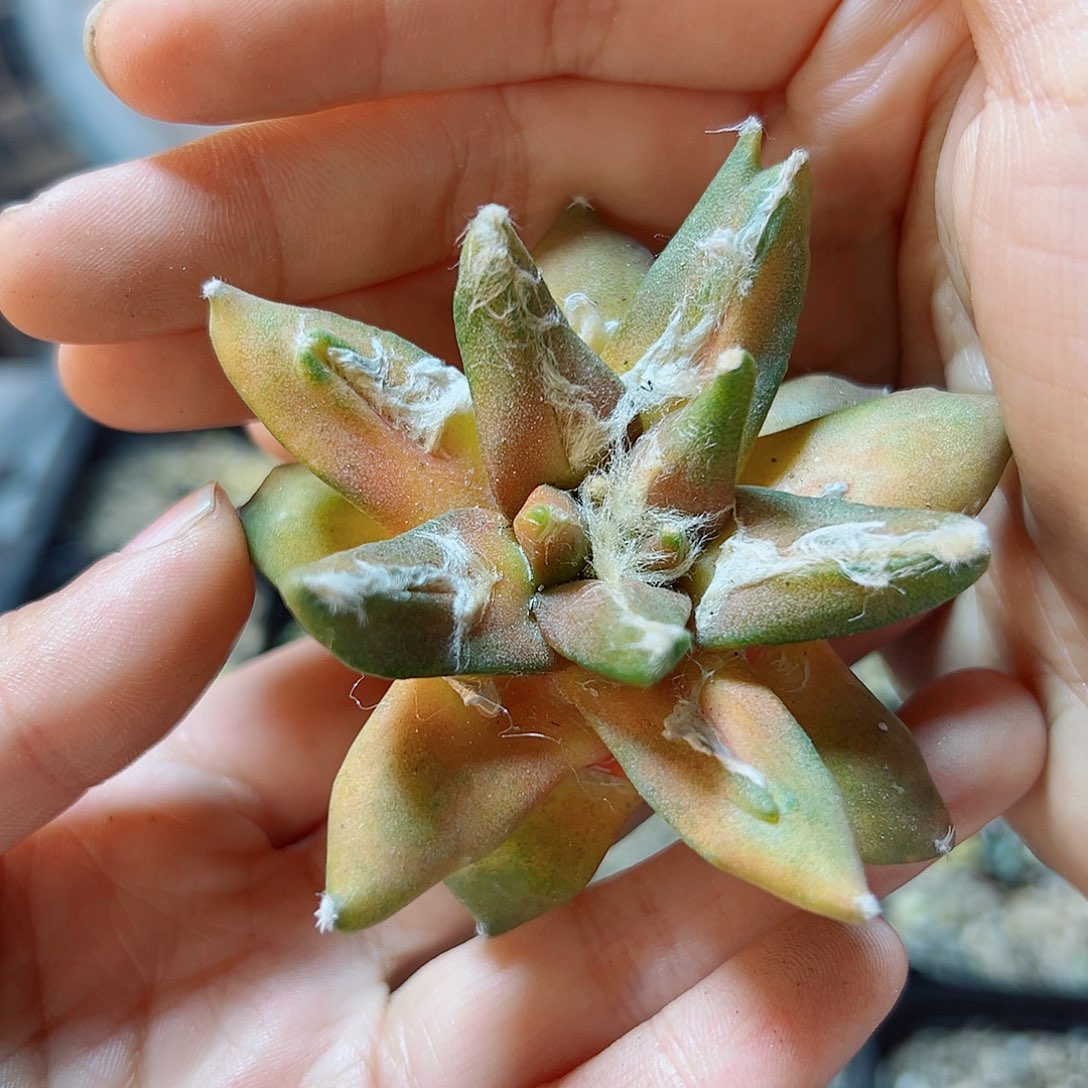 15号龙牙牡丹杂带锦无根7公分