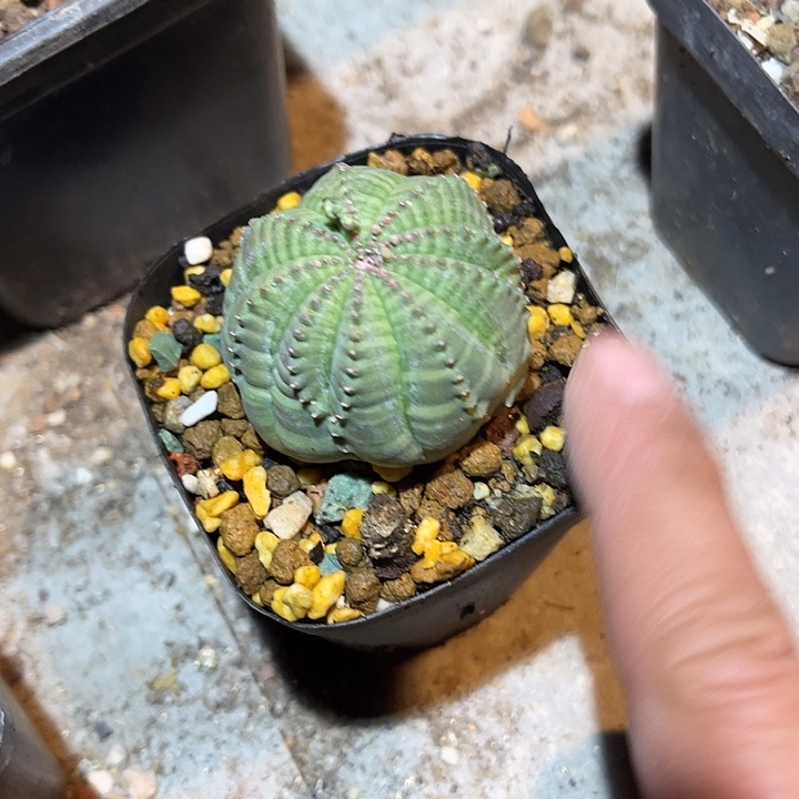 满38包邮2天凑单，脱土晾根发货多肉植物