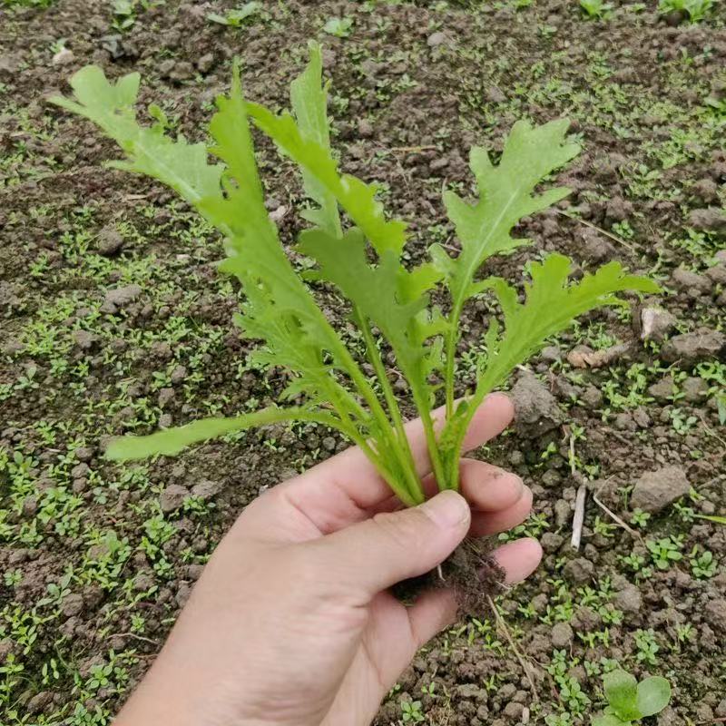 雪里蕻苗雪里翁辣菜雪里红秧苗雪菜幼苗咸菜腌菜酸菜苗耐寒蔬菜苗