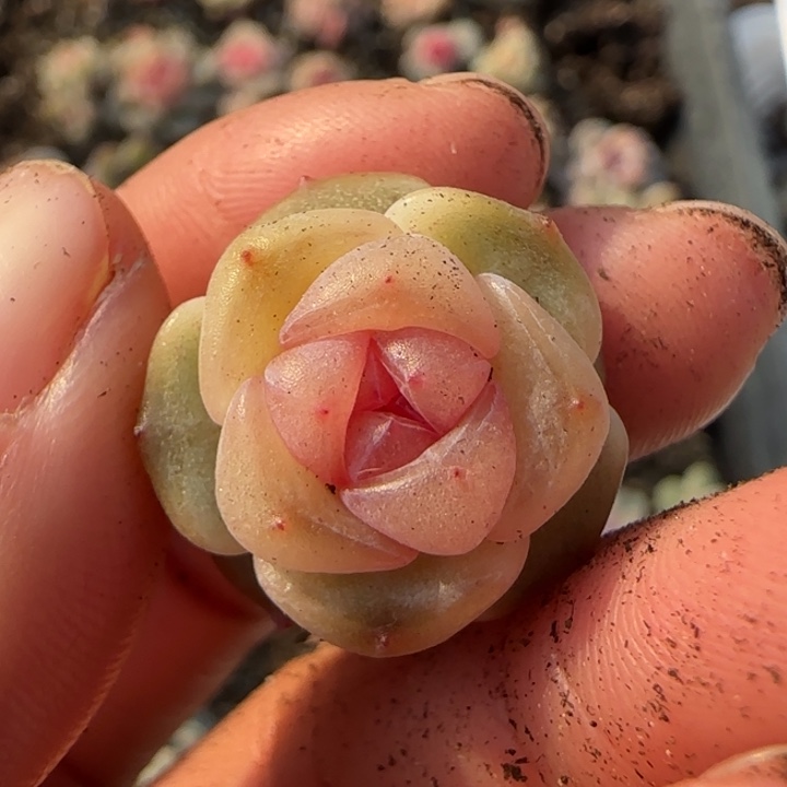 沐***馨16 号王者系列多肉一颗